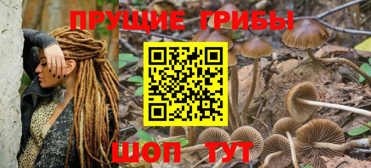 Галлюциногенные грибы Psilocybine cubensis Астрахань
